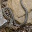 snake01.jpg