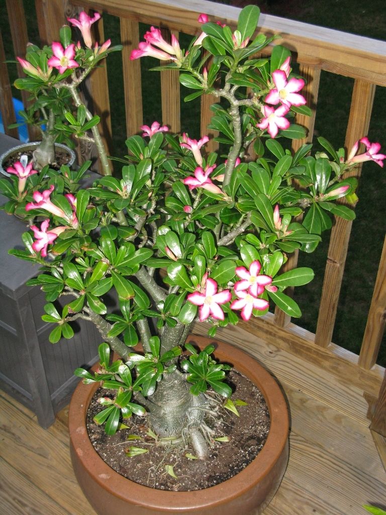 Adenium Obesum